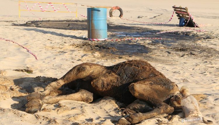 32898389_2051283515112104_7767405555466895360_n