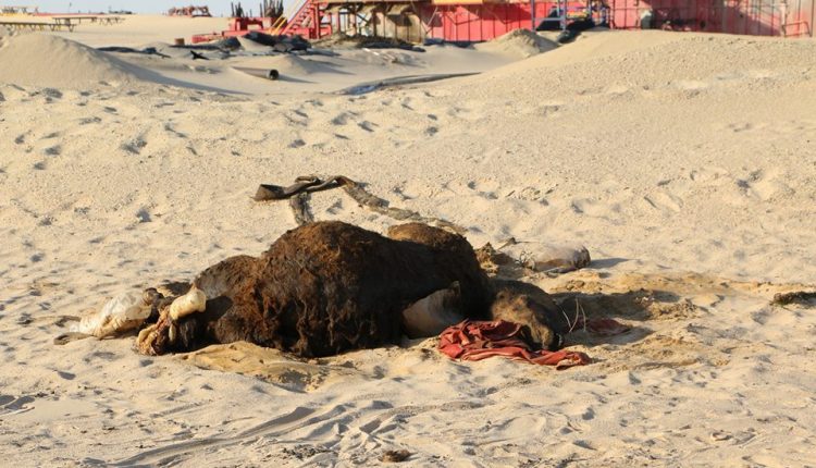 32918557_2051283645112091_7427562527254380544_n